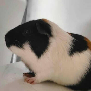 Rescue Guinea Pig Guinea Pigs for Adoption in Nampa, Idaho - Parsnip | PetCurious